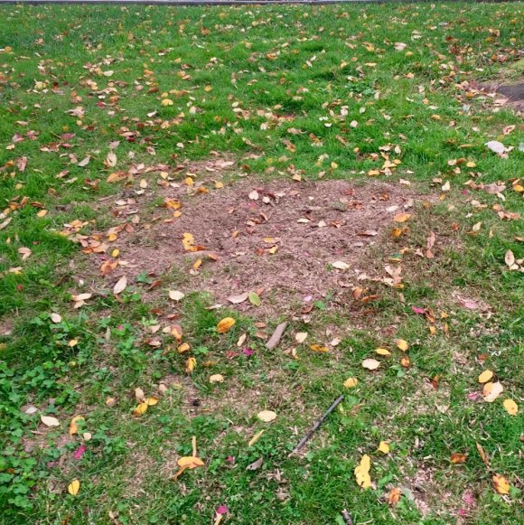 You're welcome, RIOC. Happy you noticed. Older tree stump mulched nearby.
